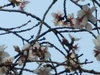 Sakura2011