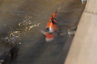 Koi